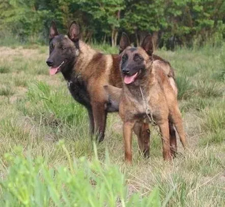 马犬|马犬肠胃不太好吃什么吐什么，没事吧