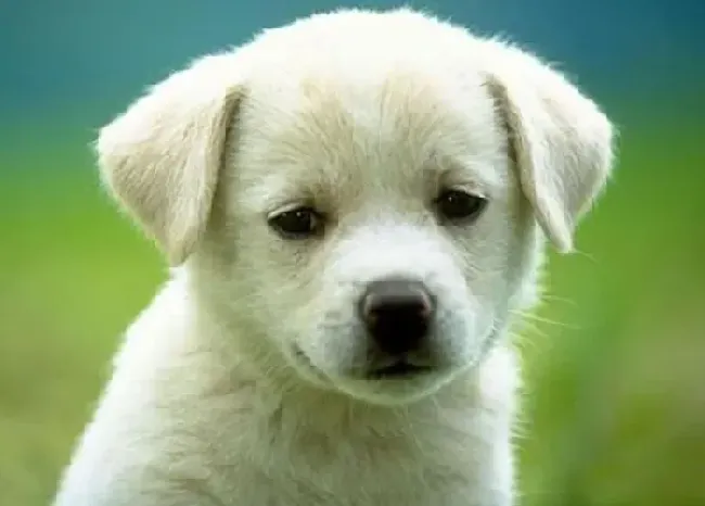 拉布拉多|拉布拉多犬为什么喜欢啃咬鞋子