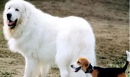 大白熊犬身高 大白熊公犬身高在69到81厘米 | 大白熊犬