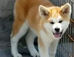 秋田犬|怎样给秋田犬养成定点吃食的习惯