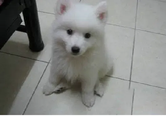 银狐犬|为什么不可以让银狐犬独自外出游玩
