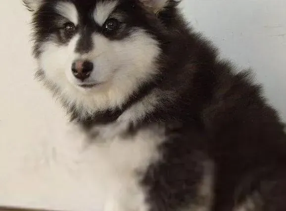 阿拉斯加犬|保暖秘籍 怎样护理让阿拉斯加犬温暖过冬