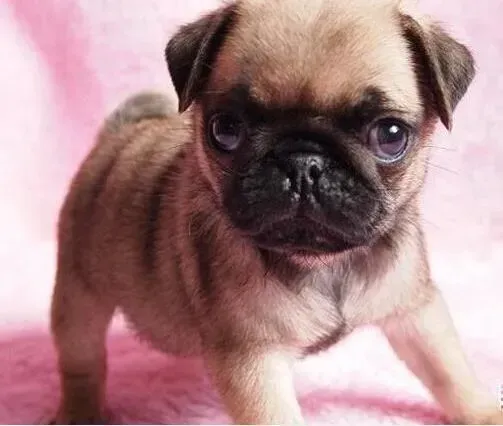 巴哥犬|巴哥犬皮肤上有红斑还瘙痒是什么问题 怎么治疗
