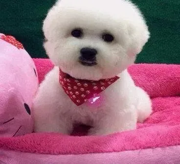比熊犬|比熊犬可以吃人的钙片吗 补钙应吃点什么