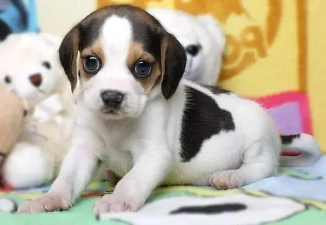 比格犬|喂比格犬骨头吃要警惕哪些事情