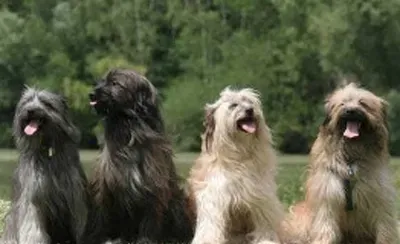 比利牛斯牧羊犬吃什么 健康优质的狗粮 | 比利牛斯牧羊犬