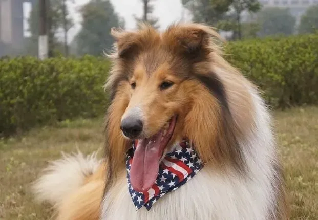 苏格兰牧羊犬眼睛 苏格兰牧羊犬眼睛特点 | 苏格兰牧羊犬