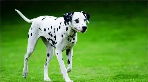 大麦町犬的智商排名 公认为最幽雅的品种之一 | 大麦町犬