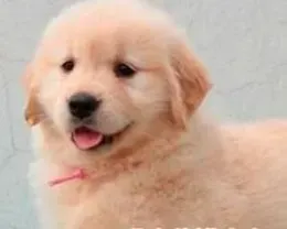 金毛|防止金毛犬狗粮变潮的办法有哪些