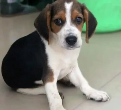 比格犬|是什么激发了比格犬保护人的欲望