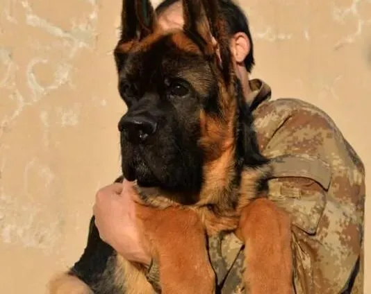 德国牧羊犬|哪两种性格的德国牧羊犬不容易训练