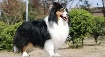 喜乐蒂|我家喜乐蒂犬不吃东西，没精神口吐黄水怎么办