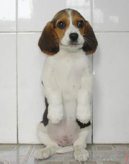 比格犬|带着比格犬出门，一定要牵住它