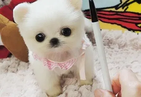博美犬|关于博美犬的骨关节病治疗方案