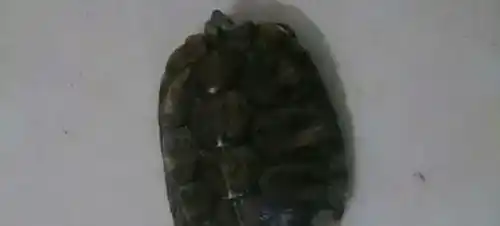 养什么乌龟招财 乌龟寓意吉祥招财纳财 | 乌龟