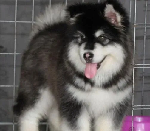 阿拉斯加犬|导致阿拉斯加雪橇犬出现掉毛症状的四个原因