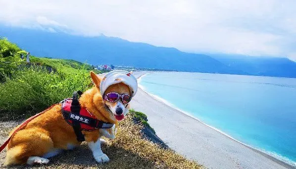 柯基犬在繁殖场被救 幸遇把拔带它旅游看世界 | 狗