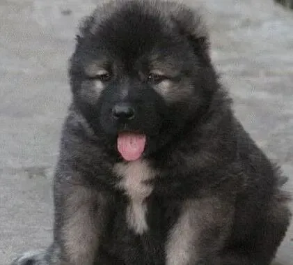 高加索犬|给高加索犬断奶最科学的方法有哪些