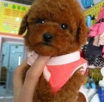 贵宾犬|制止贵宾犬乱破坏的恶习有哪些技巧