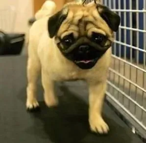 巴哥犬|巴哥犬出现脱落毛发的五大原因