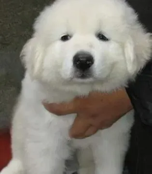 大白熊犬|如何避免大白熊犬掉毛，大白熊犬掉毛怎么办？