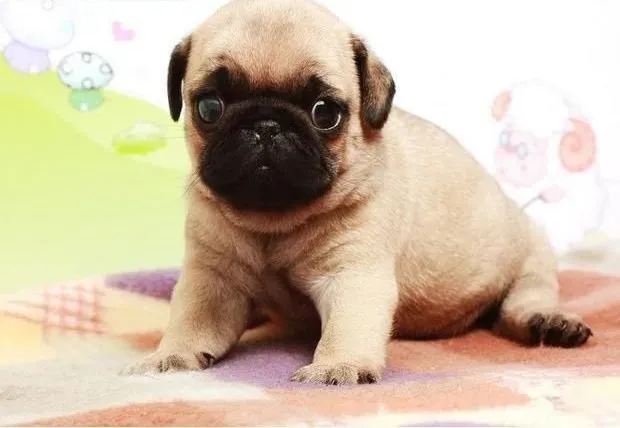 巴哥犬|巴哥犬不同部位的清洁方法