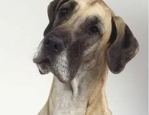大丹犬|带大丹犬去狗公园，4项准备不可少
