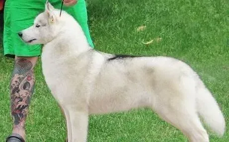哈士奇|人工养育哈士奇幼犬需要注意什么事项
