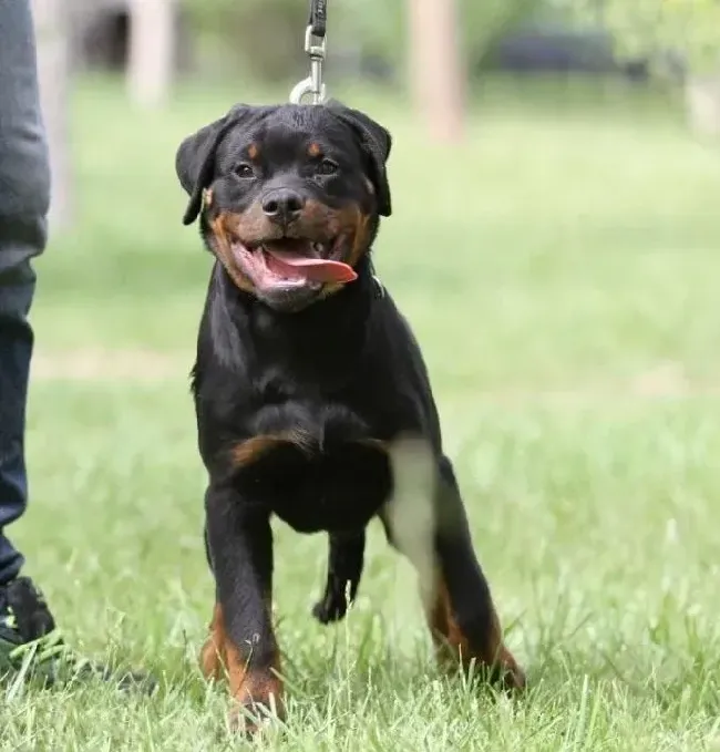 罗威纳犬|夏天罗威纳犬除蚤的工作别忘了这六大好帮手