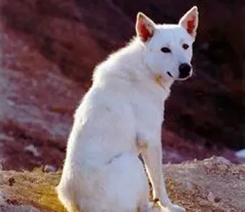 卡南犬的形态特征 被毛颜色有两种类型 | 卡南犬