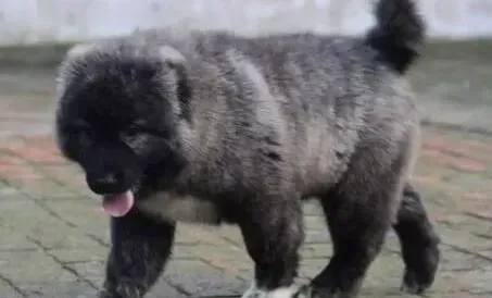 高加索犬|高加索犬被雨水淋湿了需要吃什么药