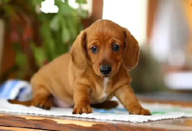 腊肠犬|腊肠犬的简单训练：记住自己的名字