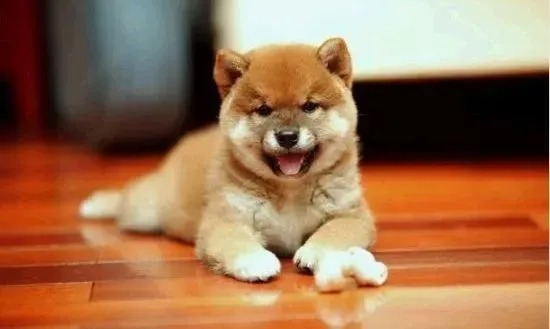 柴犬|柴犬每天晚上都吠叫是怎么回事