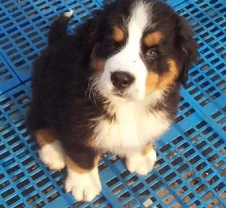 伯恩山犬|洗澡与饮食是伯恩山犬健康过冬的前提
