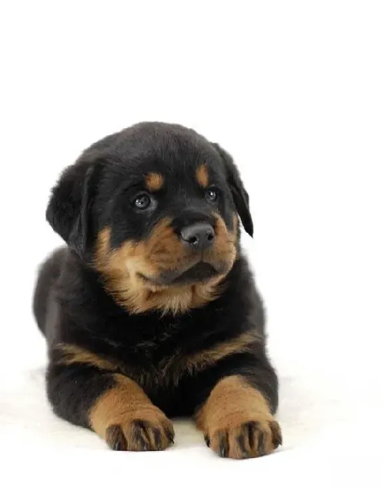 罗威纳犬|罗威纳犬打完疫苗拉血干呕是正常情况吗