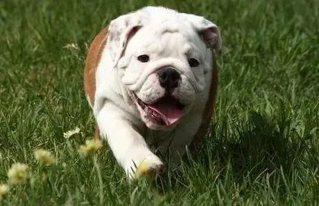 英国斗牛犬|季节变化，小心斗牛犬感冒了