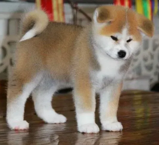 秋田犬|秋田犬很健康就是拉便便困难该怎么办