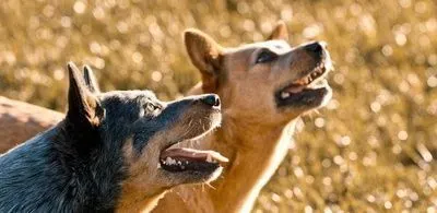 澳洲牧牛犬好养吗  有规律的喂养 |  澳洲牧牛犬
