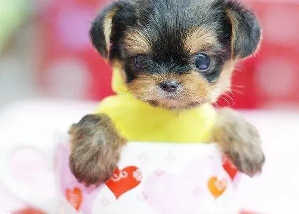 茶杯犬|茶杯犬从出生到断奶的管理方法