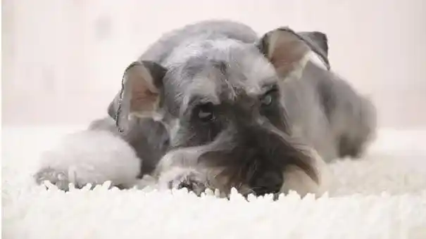 雪纳瑞|怎样给雪纳瑞清理耳朵 给雪纳瑞清理耳朵的方法