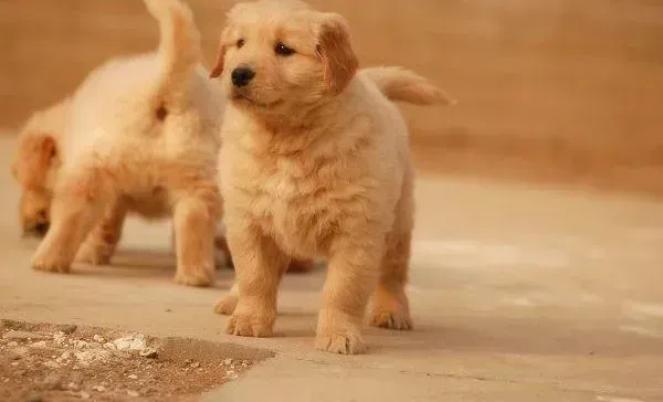 金毛|金毛犬除了狗粮还可以吃些什么食物