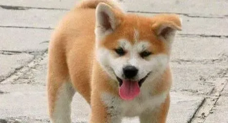 秋田犬|玩具对于秋田犬是非常重要的