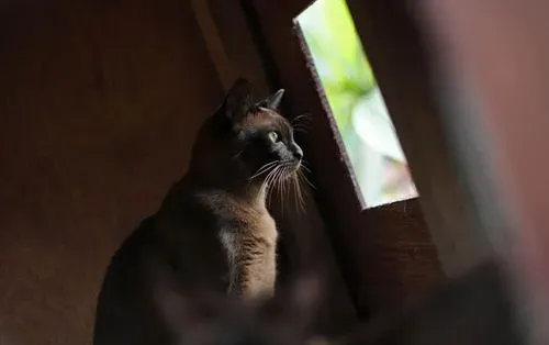 怎样训练缅甸猫 调教小猫必须注意什么 | 缅甸猫