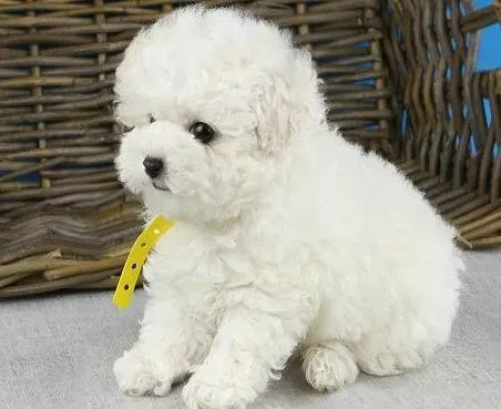 泰迪犬|生长期的泰迪犬幼犬怎样喂养是最科学的