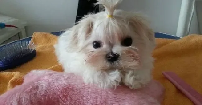 马尔济斯|过量的钙不会给马尔济斯犬带来任何好处