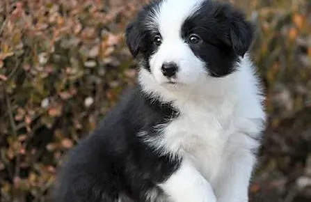 边境牧羊犬|边境牧羊犬总是喜欢咬人这应该怎么办