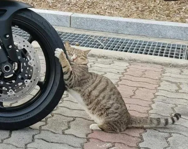 浪猫把轮胎当猫抓板磨爪 抱着轮胎当场睡着啦 | 猫