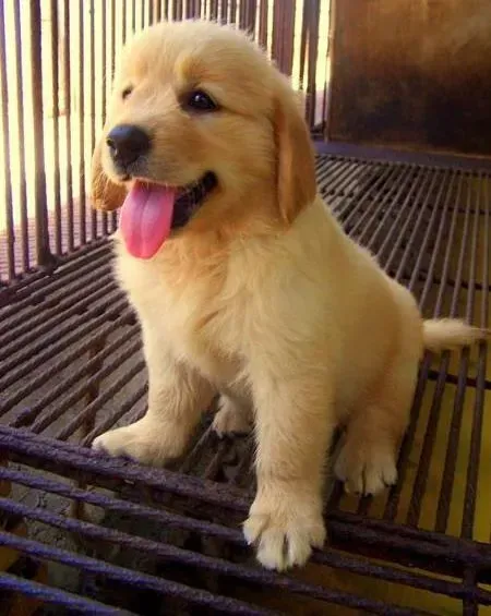 金毛|怎样给金毛犬挤肛门腺 求解答