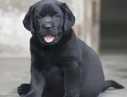 拉布拉多|拉布拉多犬吃鸡蛋壳补钙吗