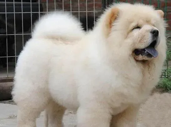 松狮犬|主人应牢记饲养松狮犬幼犬的注意事项